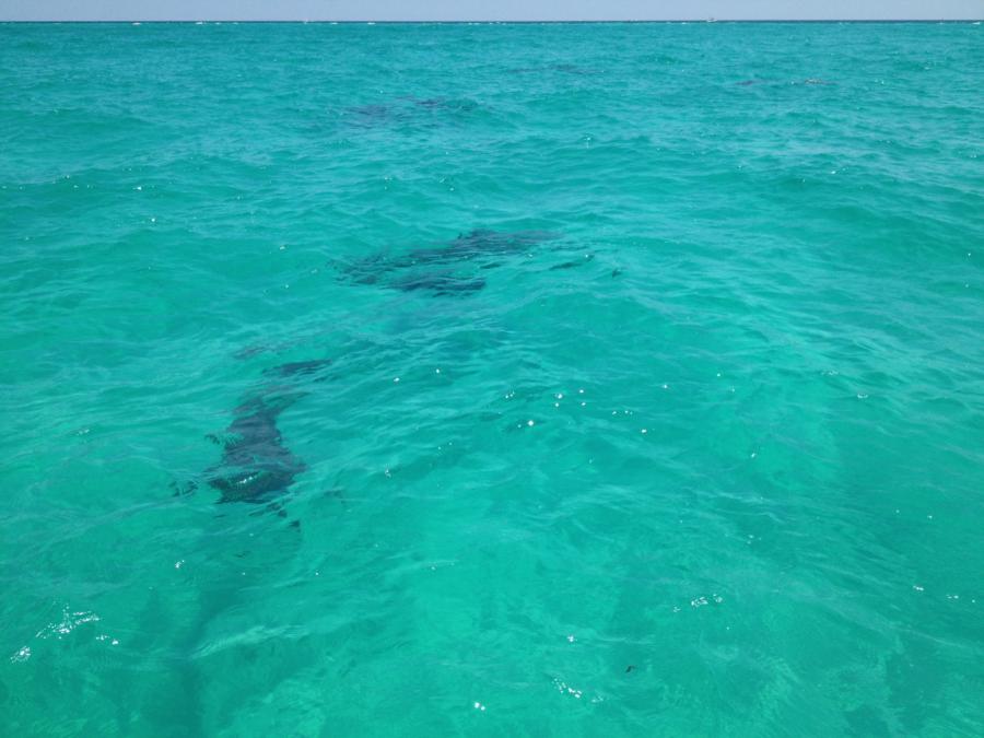 Dolphins in the water