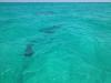 Dolphins in the water