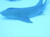 Cozumel shark   June 07