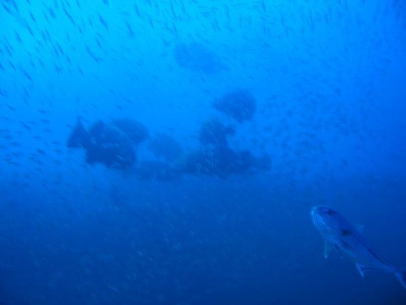 Lots of Goliath Grouper at the Mexican