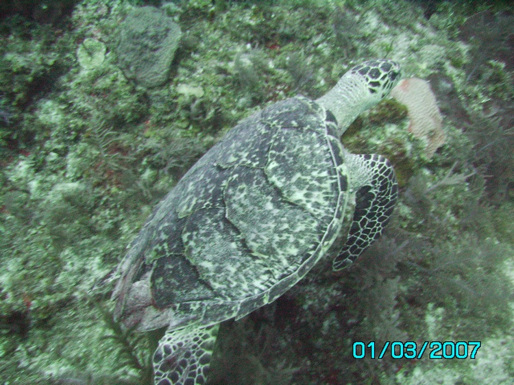 photogenic turtle