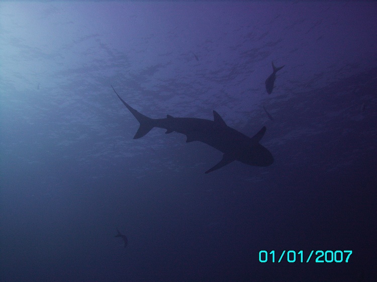 shark silhouette