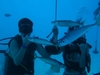 Scuba in Hawaii
