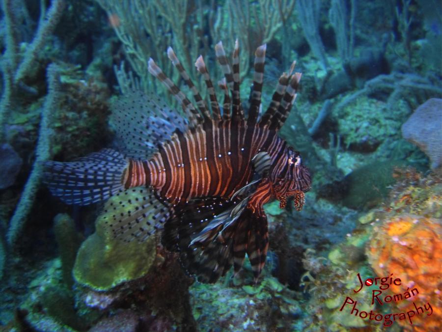 Lion Fish