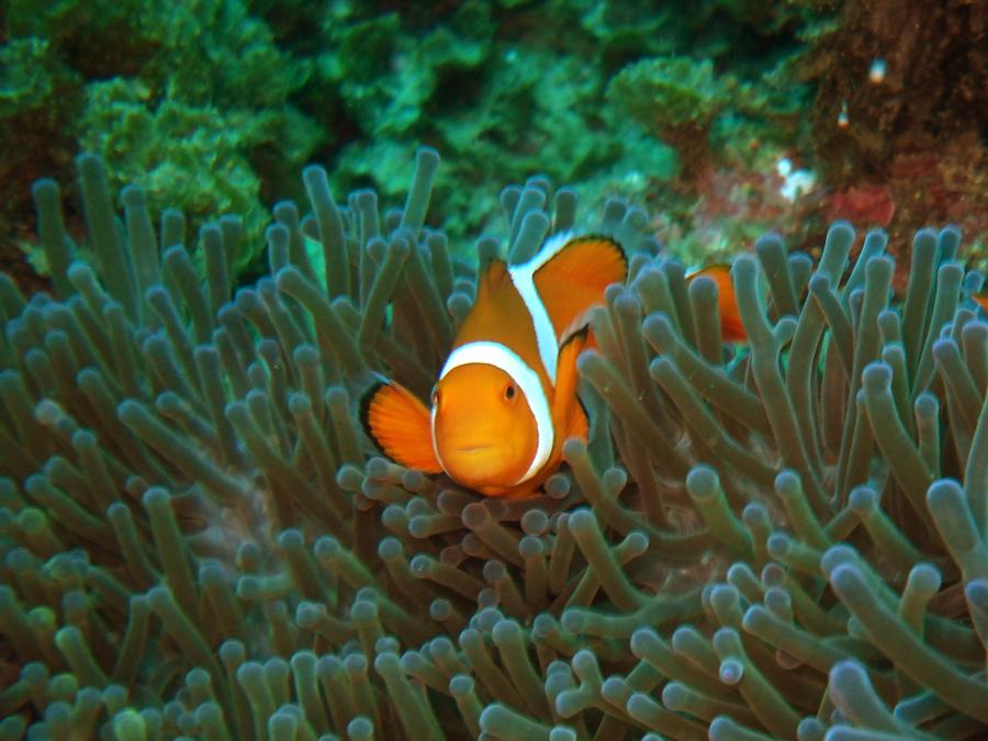 Clown Fish