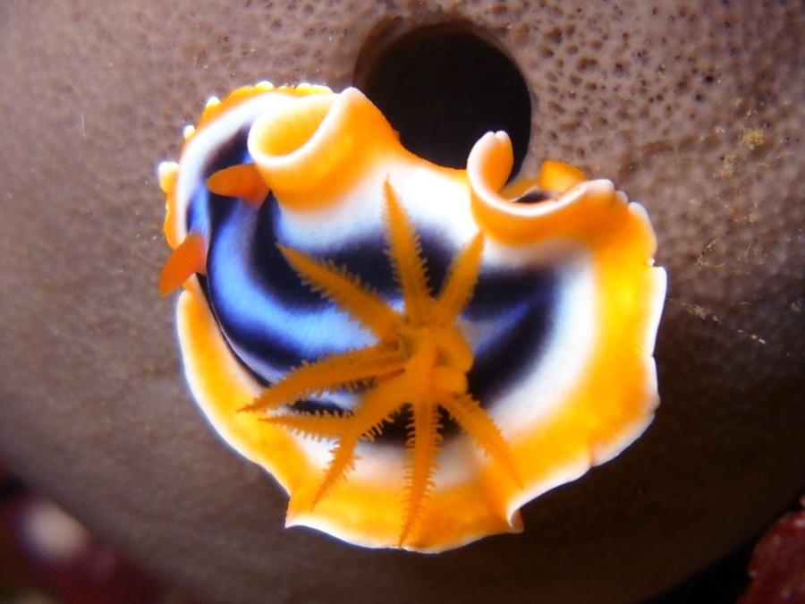 Nudibranch