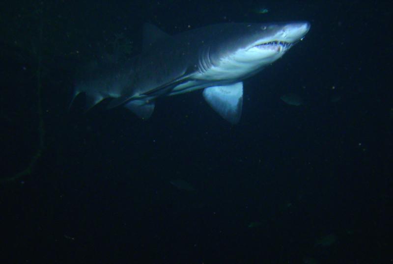 Shark USGS SPAR -NorthCarolina