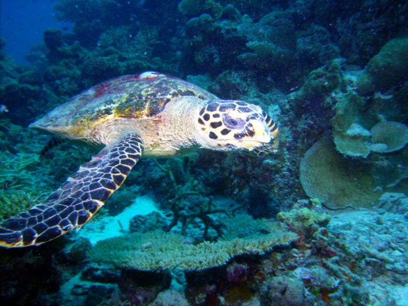 Turtle in the Maldives 