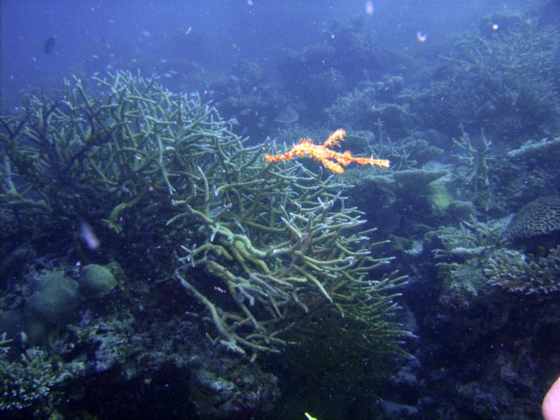 Ghost Pipe fish in the Maldives