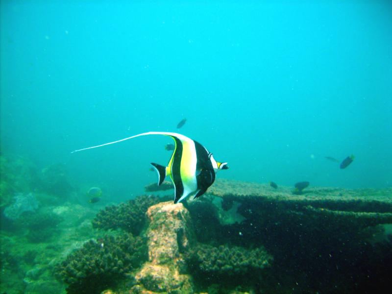 Moorish Idol - Trincomalee Sri Lanka