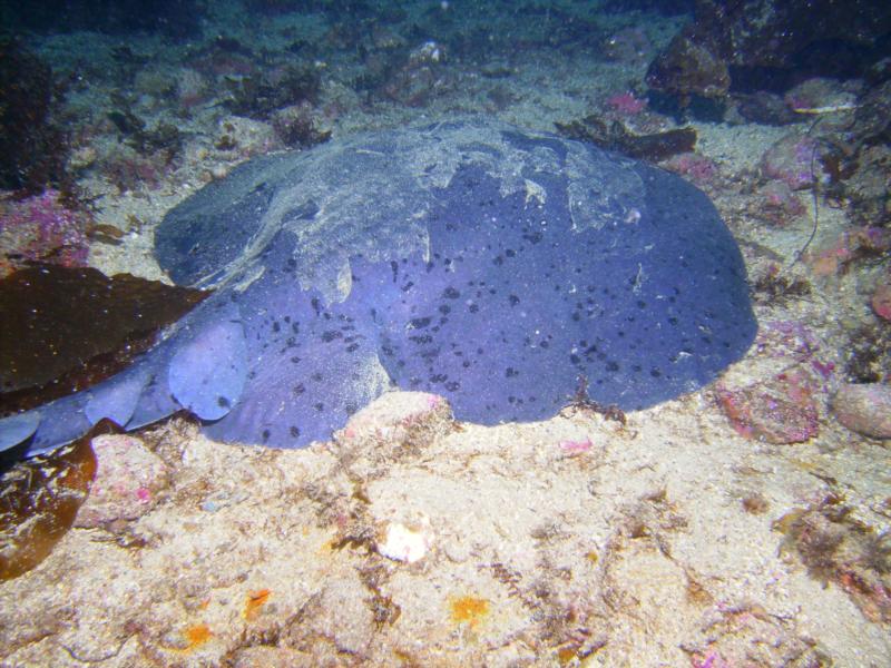 California torpedo Ray