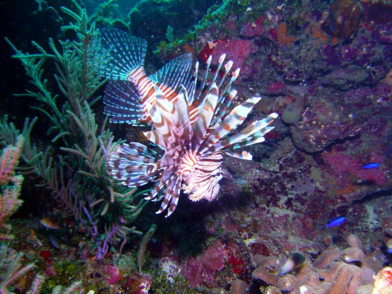 Lion fish - Utila Bay Islands