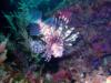 Lion fish - Utila Bay Islands