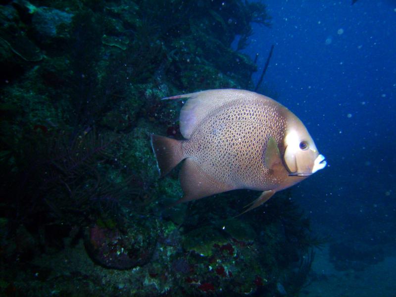 French Angel Fish, Utila Bay Islands