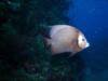 French Angel Fish, Utila Bay Islands