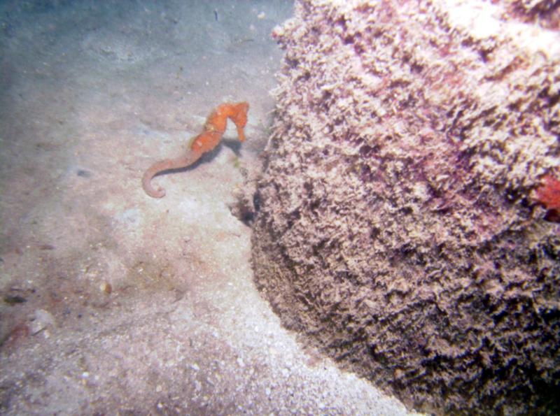 Red Seahorse Utila Bay Islands