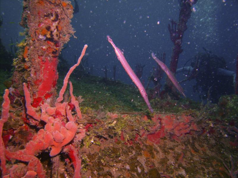 Trumpet Fish - Utila Bay Islands