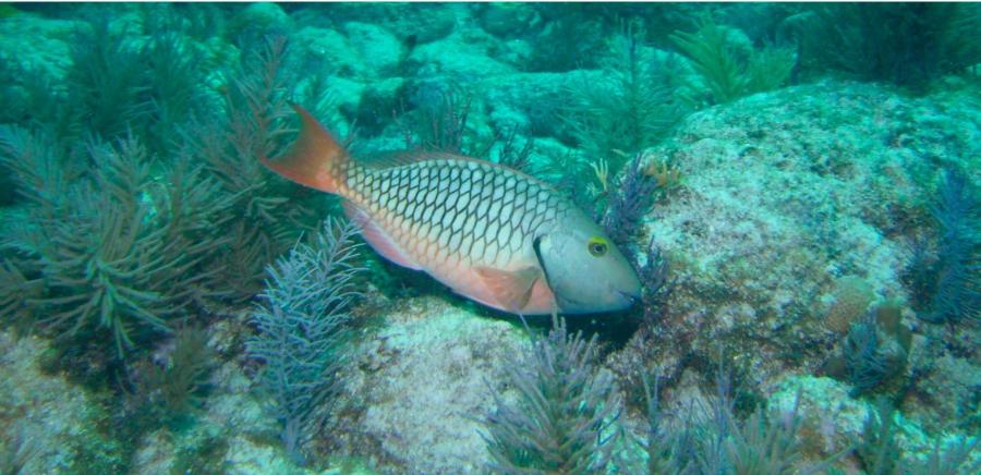 Fish
