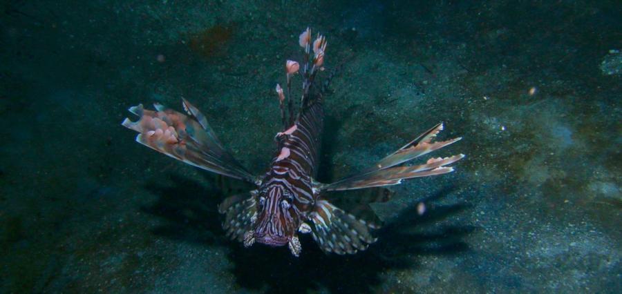 Lion Fish