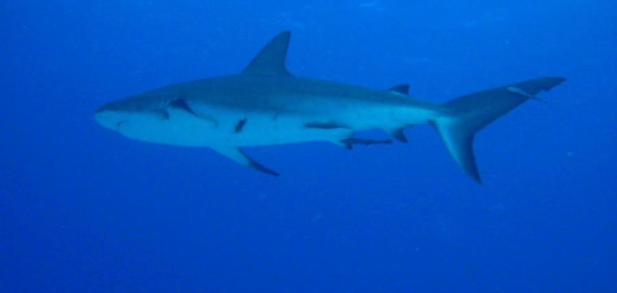 Caribean reef shark