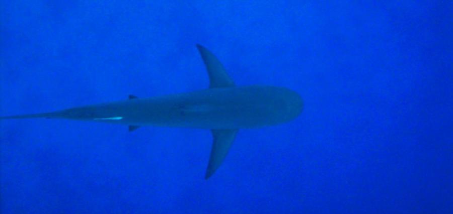 caribbean reef shark
