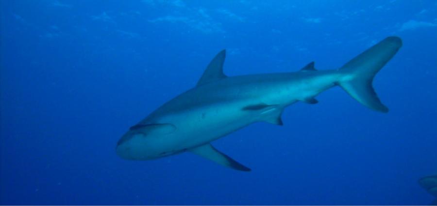 caribbean reef shark