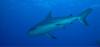 caribbean reef shark