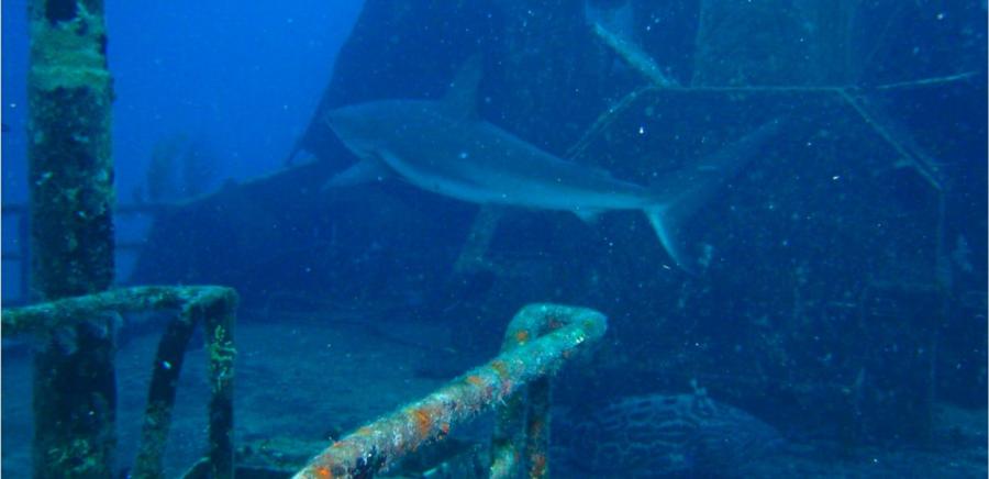 caribbean reef shark