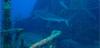 caribbean reef shark