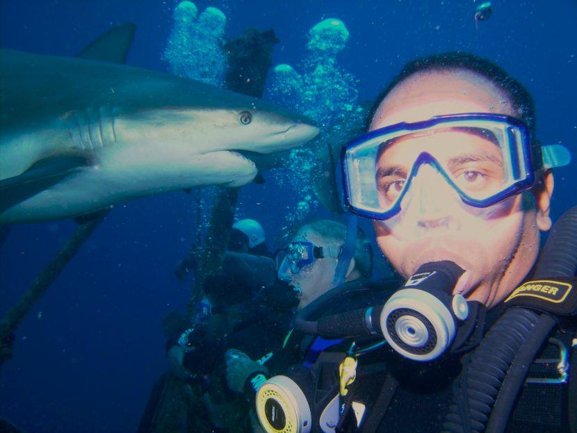 caribbean reef shark