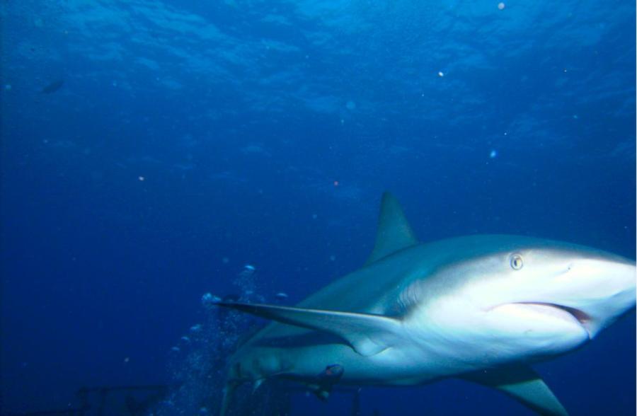 caribbean reef shark