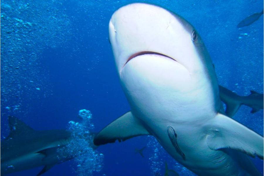 caribbean reef shark