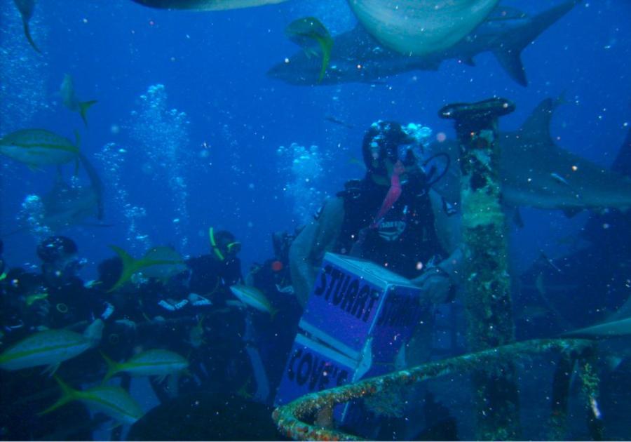 caribbean reef shark