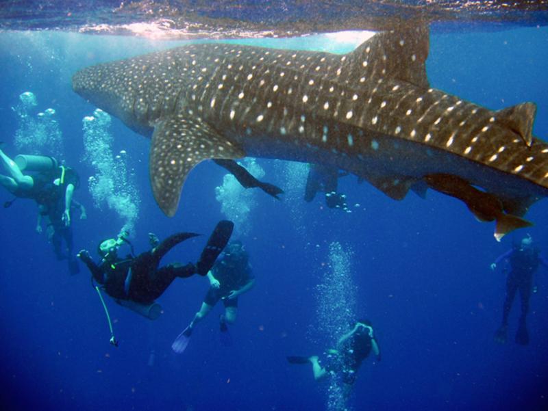 Belize whale shark