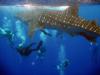 Belize whale shark