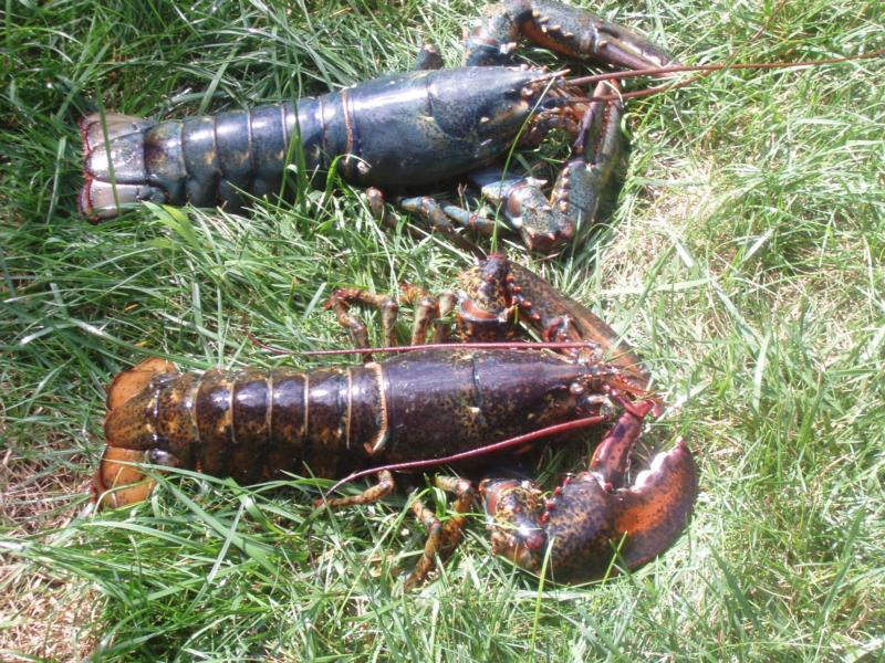 Rob’s Blue Lobster - Cape Cod