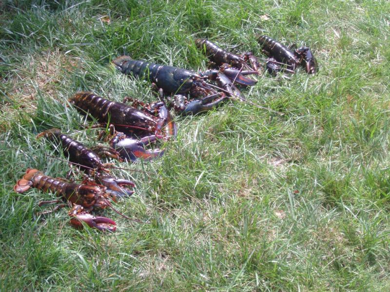 Lobsters on the attack