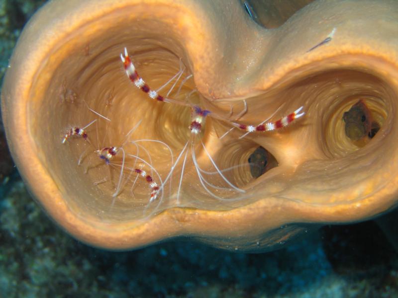 two by two cleaning station in Belize