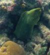 Green Moray