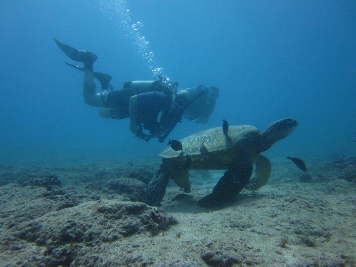 Sea Turtle, KoKo Craters