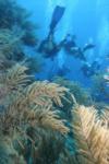 Roatan reefs in Honduras