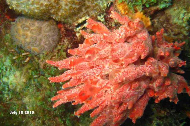 The Living Coral