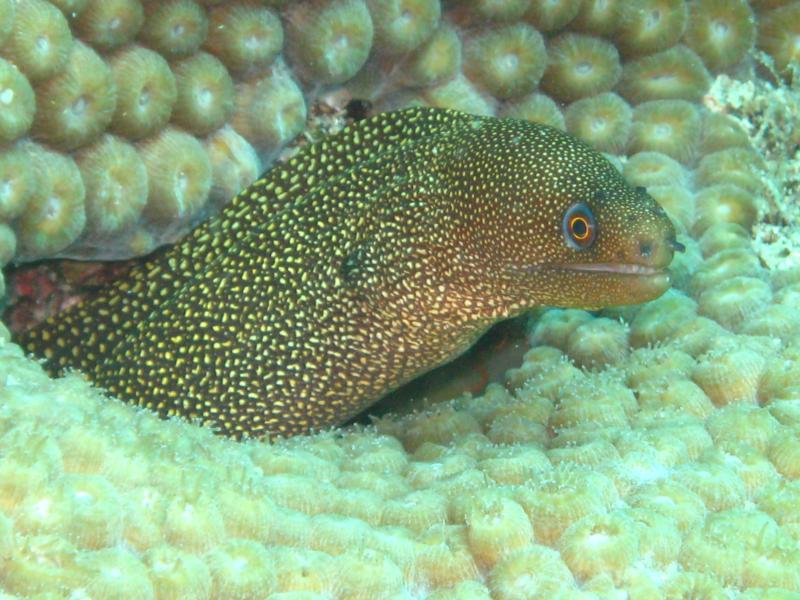 Baby Eel, Key Largo, Fl