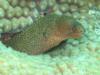 Baby Eel, Key Largo, Fl