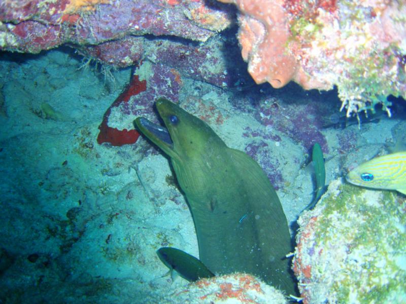 Eel. Key Largo, Fl