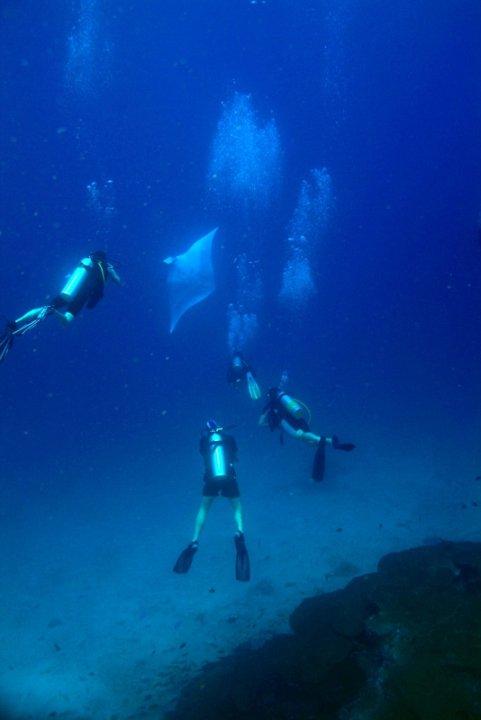 Manta Ray @ Koh Bon, Andaman Sea , Thailand