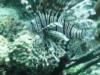 Lion Fish everywhere