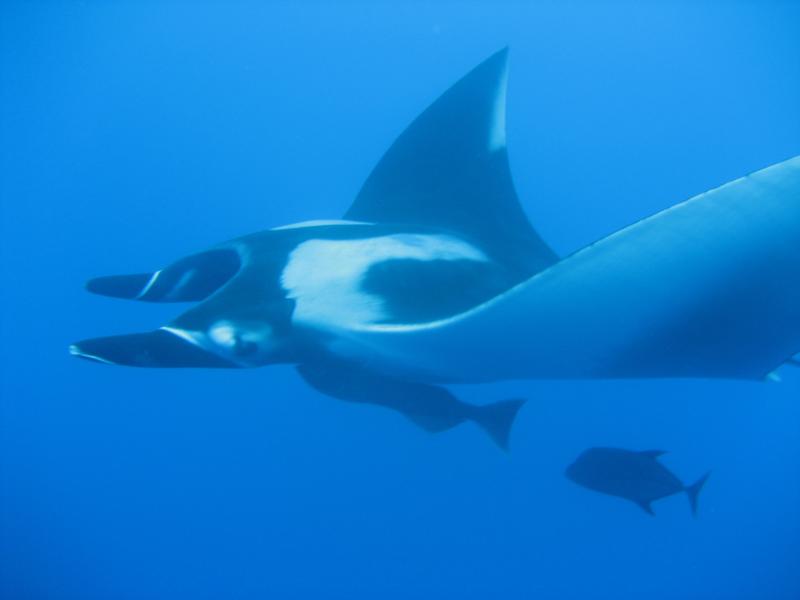 mantas in socorros