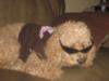 Corky, my other cool dog
