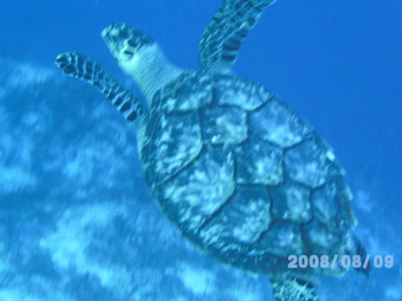 Cozumel Turtle